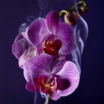 La Nuit Trésor - Eau de Parfum – Image 4